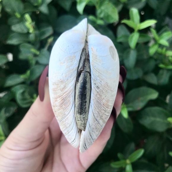 Full, Intact Clam Shell 🐚 - Picture 3 of 6